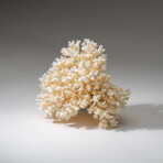 Genuine White Lace Coral v.1