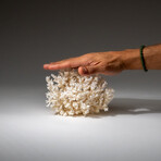 Genuine White Lace Coral v.3