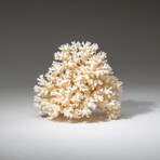 Genuine White Lace Coral v.1
