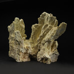 Genuine Green Fire Coral v.1