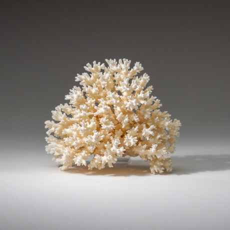 Genuine White Lace Coral v.1