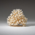Genuine White Lace Coral v.1