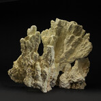 Genuine Green Fire Coral v.1