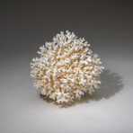 Genuine White Lace Coral v.2