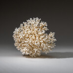 Genuine White Lace Coral v.2