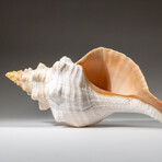 Genuine Horse Conch Shel