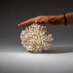 Genuine White Lace Coral v.2