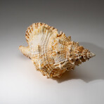 Genuine Murex Shell