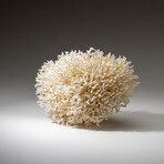 Genuine Birds Nest Coral v.2