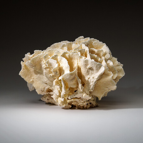 Genuine Lettuce Coral v.1