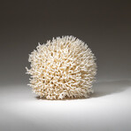 Genuine Birds Nest Coral v.3