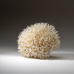 Genuine Birds Nest Coral v.3