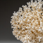 Genuine White Lace Coral v.2