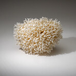 Genuine Birds Nest Coral v.2