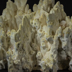 Genuine Green Fire Coral v.2