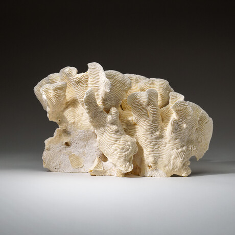 Genuine Lettuce Coral v.2