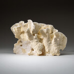 Genuine Lettuce Coral v.2