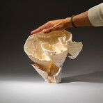 Genuine Lettuce Coral v.3