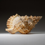Genuine Murex Shell