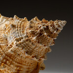 Genuine Murex Shell