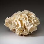 Genuine Lettuce Coral v.1