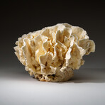 Genuine Lettuce Coral v.1