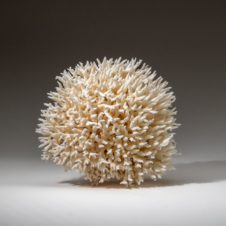 Genuine Birds Nest Coral v.5