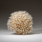 Genuine Birds Nest Coral v.5