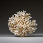 Genuine White Lace Coral v.2