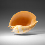 Genuine Large Volute Shell