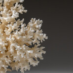 Genuine White Lace Coral v.2