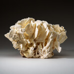 Genuine Lettuce Coral v.1