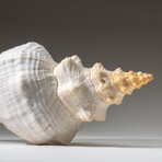 Genuine Horse Conch Shel