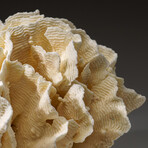 Genuine Lettuce Coral v.1