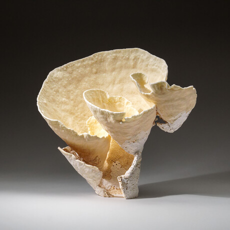 Genuine Lettuce Coral v.3