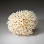 Genuine Birds Nest Coral v.3