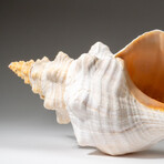 Genuine Horse Conch Shel