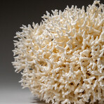 Genuine Birds Nest Coral v.2