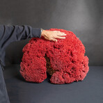 Genuine Red Pipe Organ Coral v.1