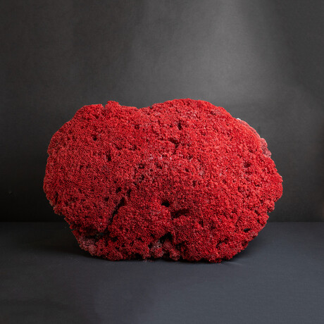 Genuine Red Pipe Organ Coral v.2