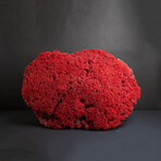 Genuine Red Pipe Organ Coral v.2