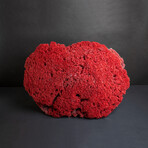 Genuine Red Pipe Organ Coral v.2