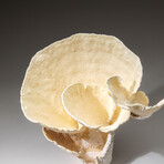 Genuine Lettuce Coral v.3