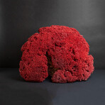 Genuine Red Pipe Organ Coral v.1