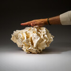 Genuine Lettuce Coral v.1