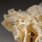 Genuine Lettuce Coral v.1