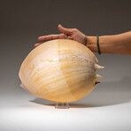 Genuine Large Volute Shell