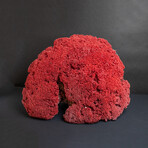 Genuine Red Pipe Organ Coral v.1