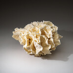 Genuine Lettuce Coral v.1