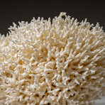 Genuine Birds Nest Coral v.2